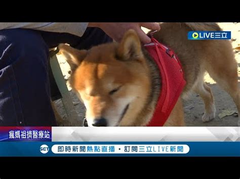 台灣飼養寵物比例